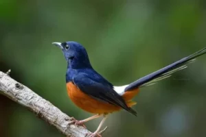 Cara Memelihara Burung Murai: Panduan Lengkap dan Detail